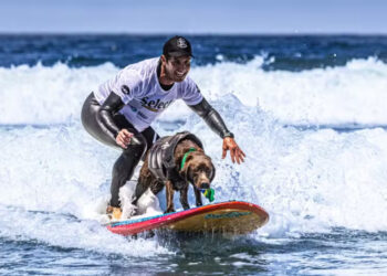 Labradora brasileira é campeã do Mundial de Surfe para cães